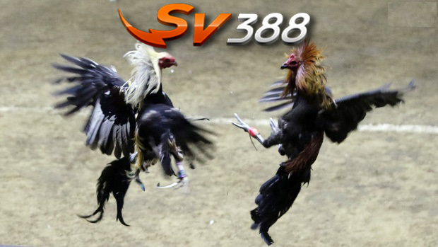 SV388 đá gà trực tiếp mang đến nhiều trận đấu đỉnh cao